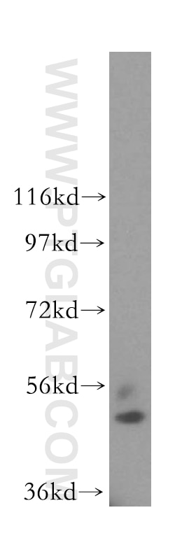 Western Blot (WB) analysis of human kidney tissue using BHMT Polyclonal antibody (15965-1-AP)