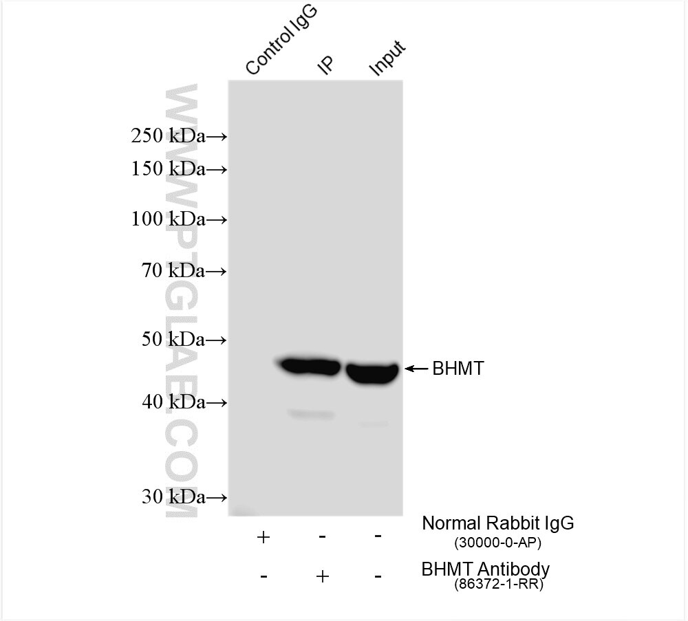 Immunoprecipitation (IP) experiment of rat liver tissue using BHMT Recombinant antibody (86372-1-RR)