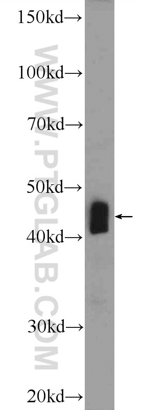 Western Blot (WB) analysis of rat liver tissue using BHMT2 Polyclonal antibody (16351-1-AP)