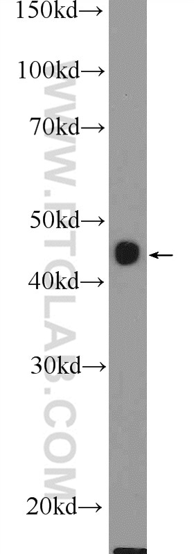 Western Blot (WB) analysis of mouse liver tissue using BHMT2 Polyclonal antibody (16351-1-AP)