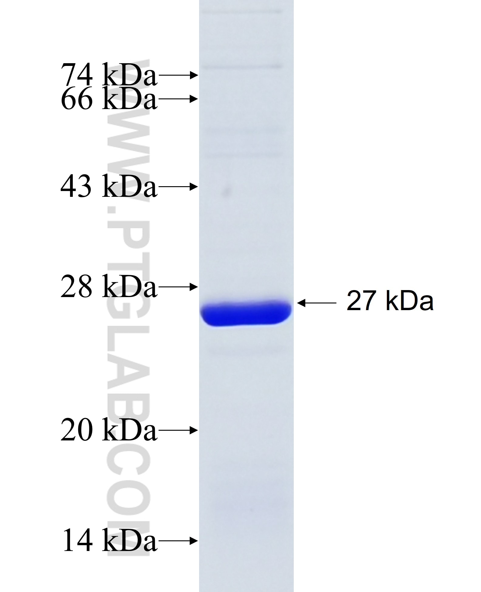 BICC1 fusion protein Ag35028 SDS-PAGE