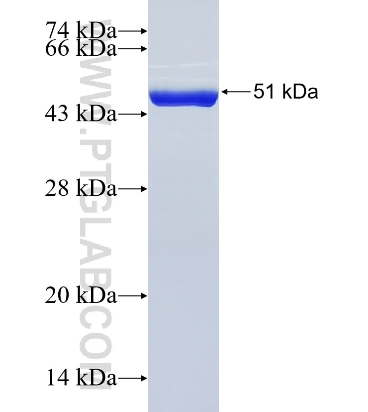 BICD1 fusion protein Ag17534 SDS-PAGE