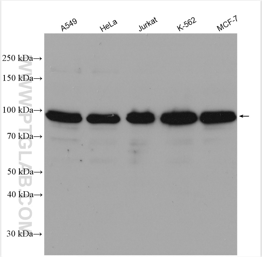 Western Blot (WB) analysis of various lysates using BICD2 Polyclonal antibody (29603-1-AP)