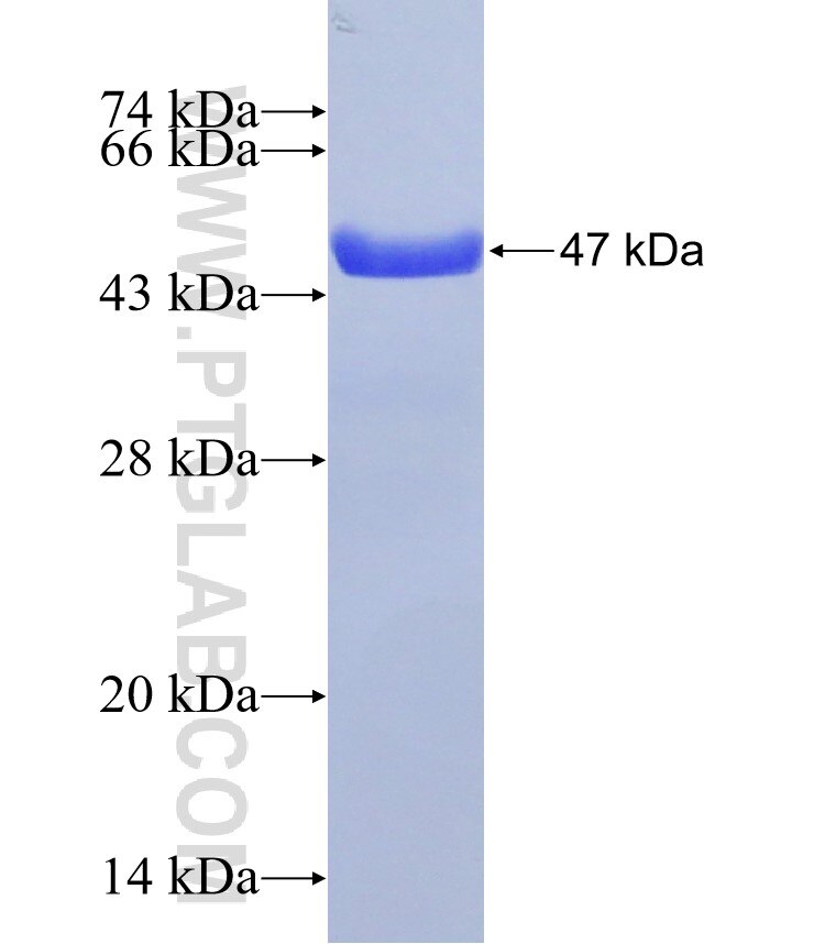 BICD2 fusion protein Ag31293 SDS-PAGE