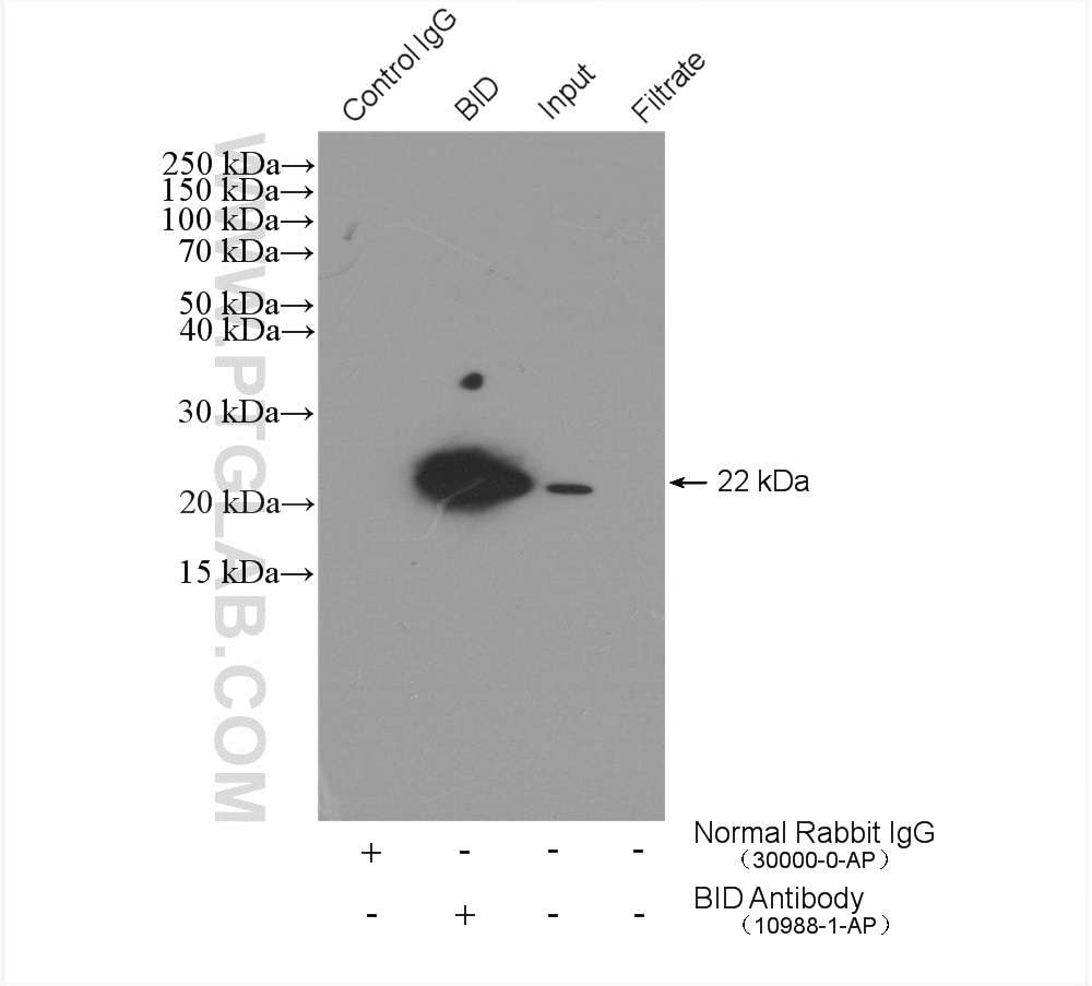 Immunoprecipitation (IP) experiment of HeLa cells using BID Polyclonal antibody (10988-1-AP)