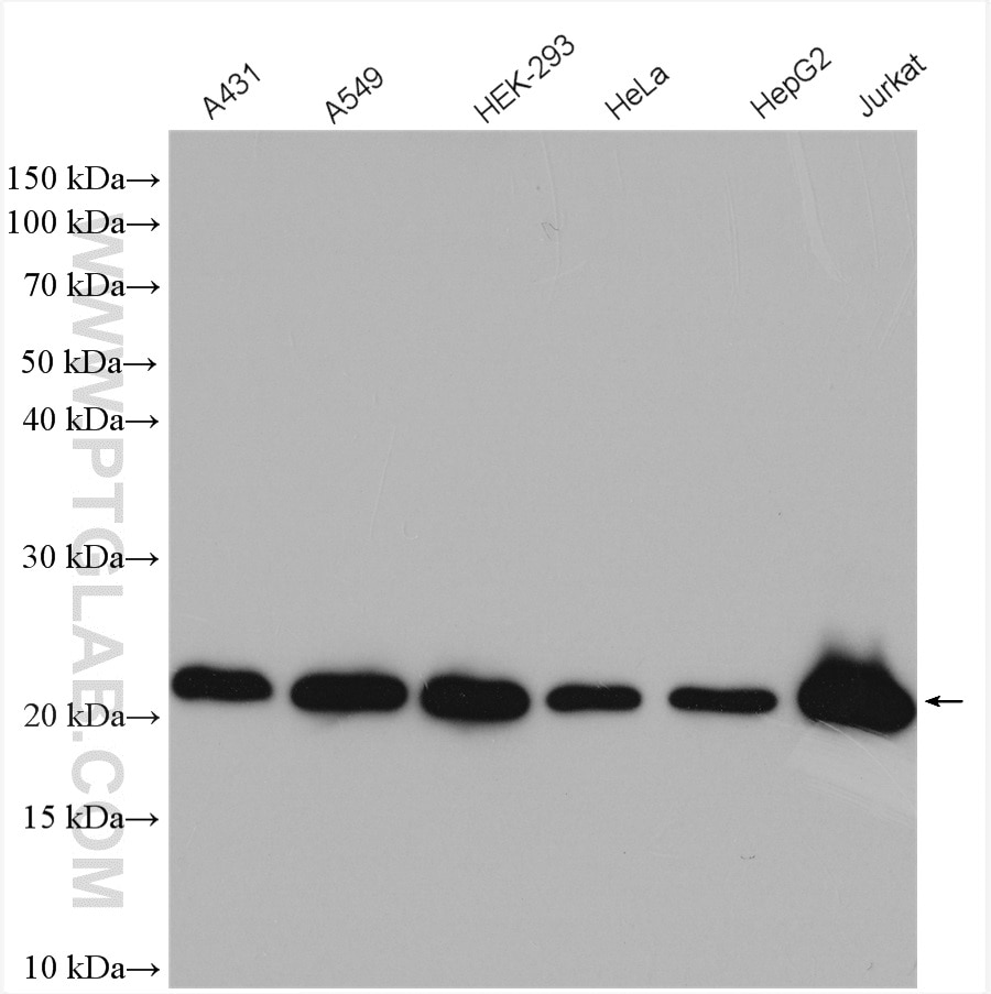Western Blot (WB) analysis of various lysates using BID Polyclonal antibody (10988-1-AP)