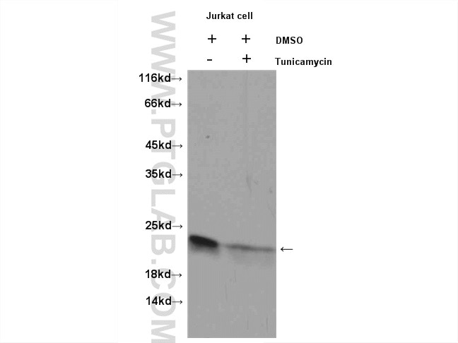 Western Blot (WB) analysis of HeLa cells using BID Polyclonal antibody (10988-1-AP)