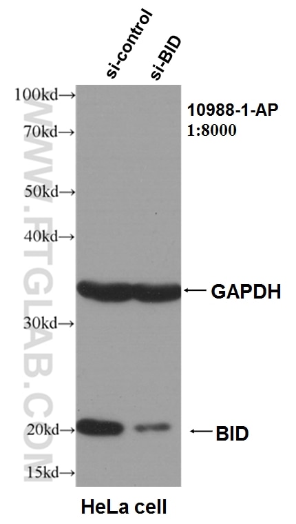 Western Blot (WB) analysis of HeLa cells using BID Polyclonal antibody (10988-1-AP)