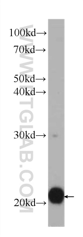 Western Blot (WB) analysis of Jurkat cells using BID Monoclonal antibody (60301-1-Ig)