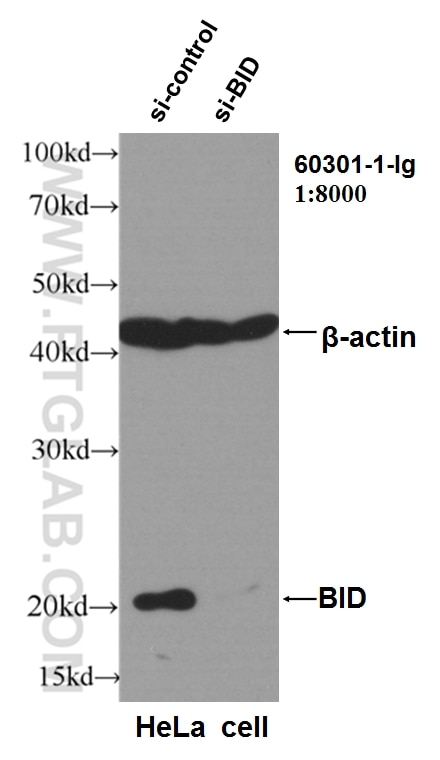 Western Blot (WB) analysis of HeLa cells using BID Monoclonal antibody (60301-1-Ig)