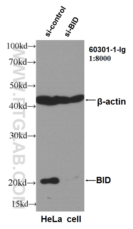 WB analysis of HeLa using 60301-1-Ig