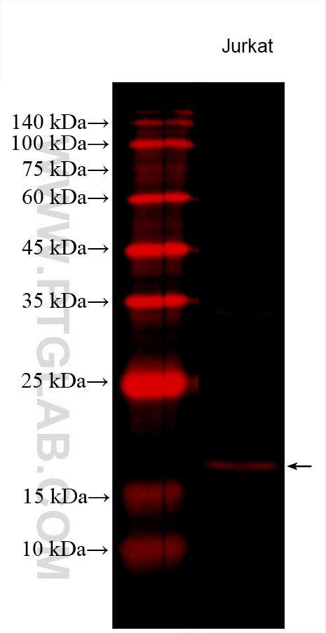 Western Blot (WB) analysis of various lysates using CoraLite®594-conjugated BID Monoclonal antibody (CL594-60301)