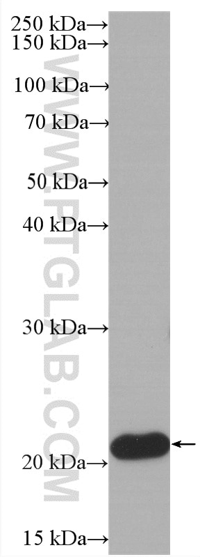 Western Blot (WB) analysis of Jurkat cells using HRP-conjugated BID Monoclonal antibody (HRP-60301)