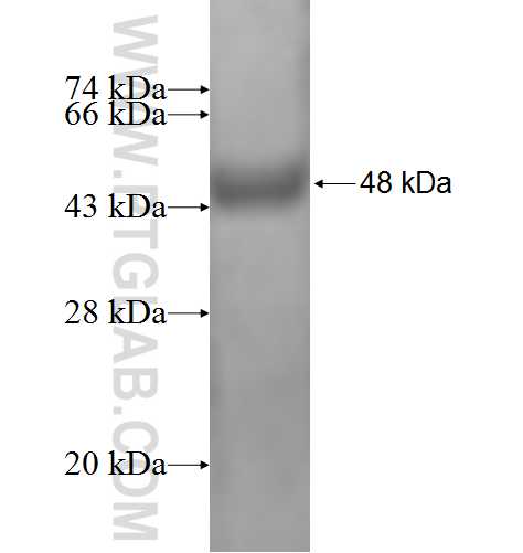 BID fusion protein Ag1445 SDS-PAGE