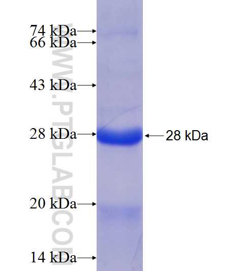 BID fusion protein Ag21005 SDS-PAGE