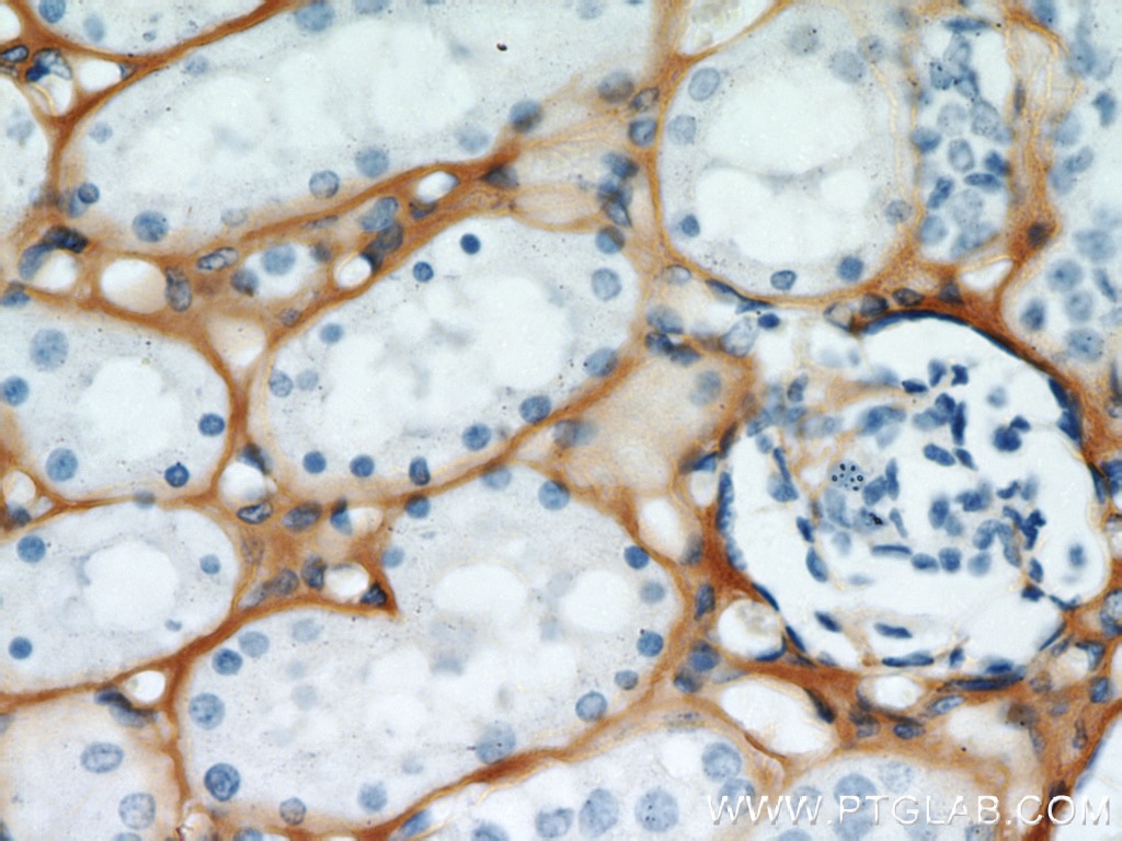 IHC staining of human kidney using 10188-1-AP