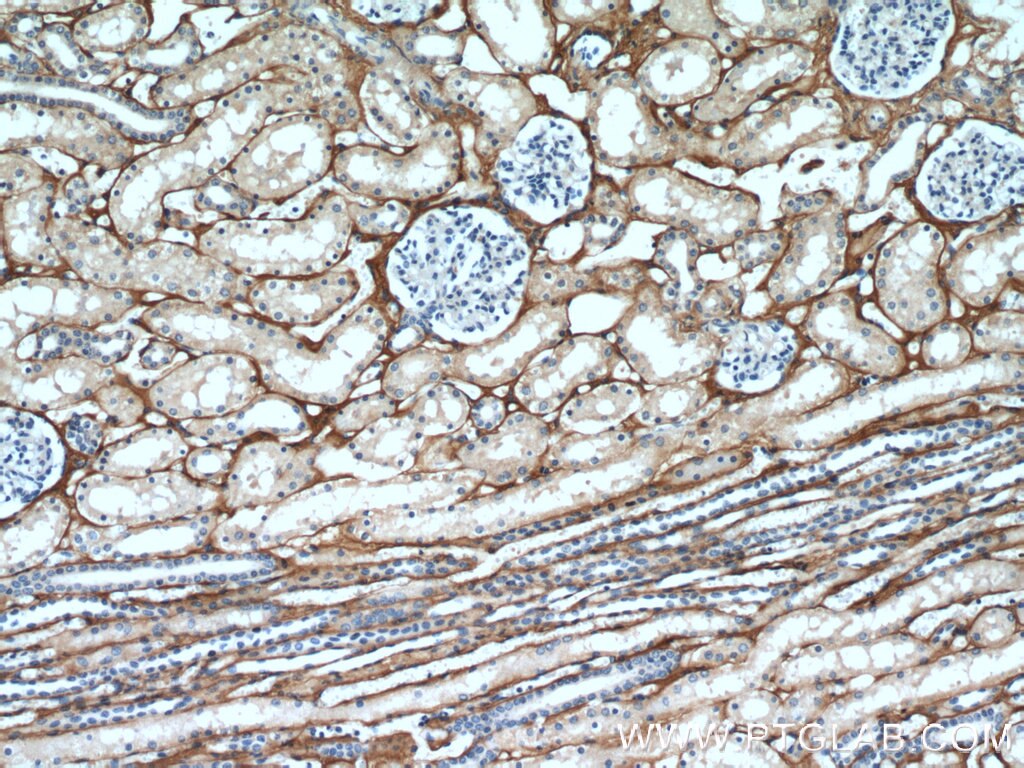 IHC staining of human kidney using 10188-1-AP