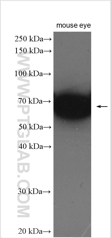 Western Blot (WB) analysis of mouse eye tissue using TGFBI / BIGH3 Polyclonal antibody (10188-1-AP)