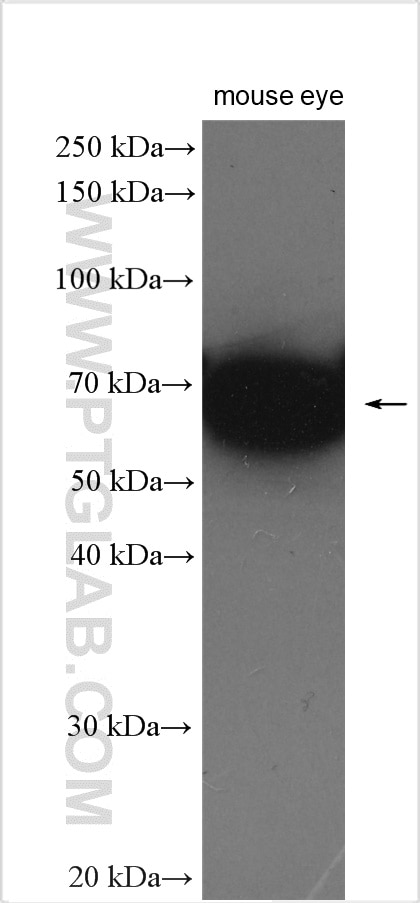 WB analysis of mouse eye using 10188-1-AP