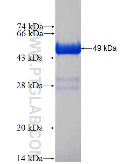 BIGH3 fusion protein Ag0241 SDS-PAGE