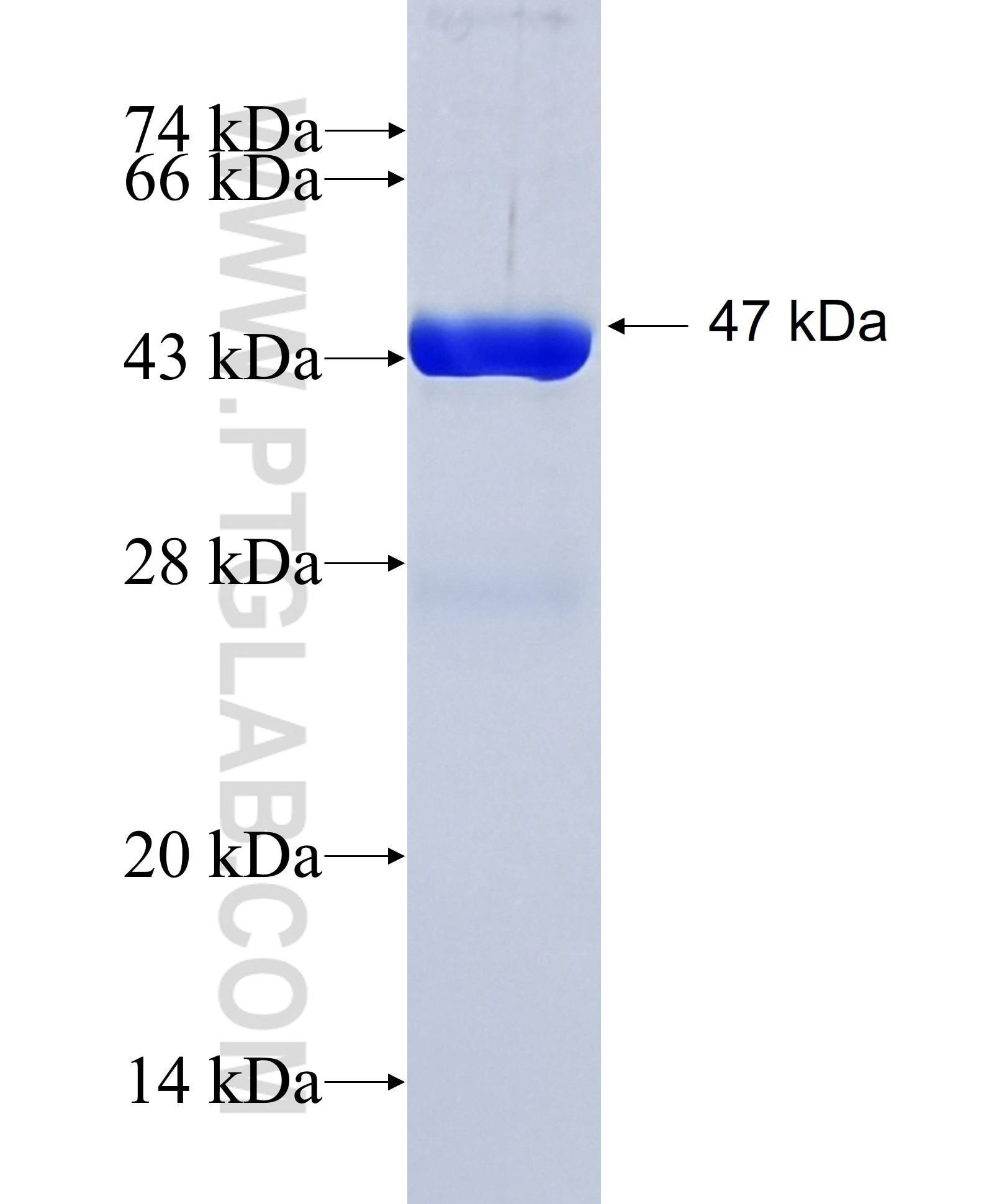 BIGH3 fusion protein Ag0241 SDS-PAGE