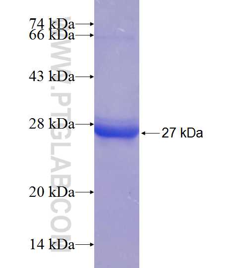 BIGH3 fusion protein Ag20533 SDS-PAGE