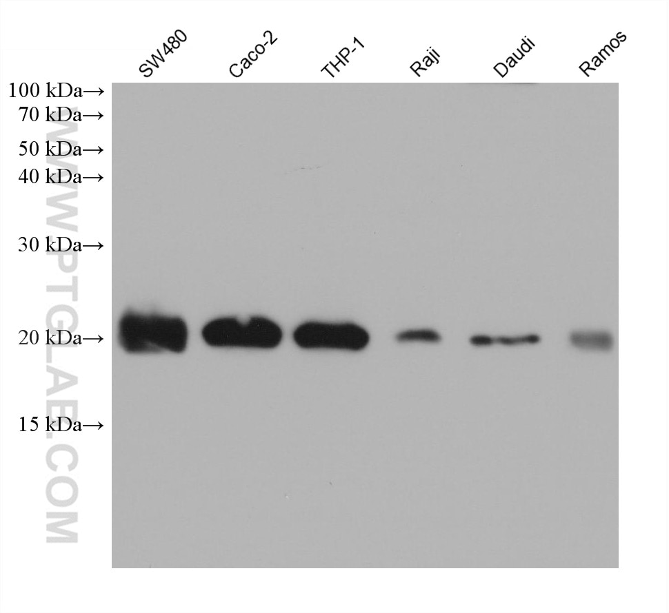 Western Blot (WB) analysis of various lysates using BIK Monoclonal antibody (68438-1-Ig)