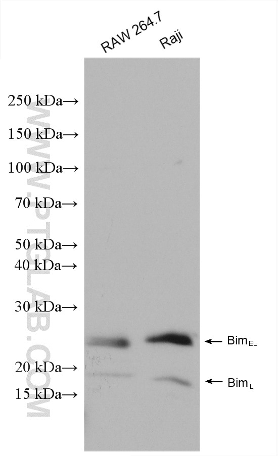 Western Blot (WB) analysis of various lysates using Bim Polyclonal antibody (22037-1-AP)