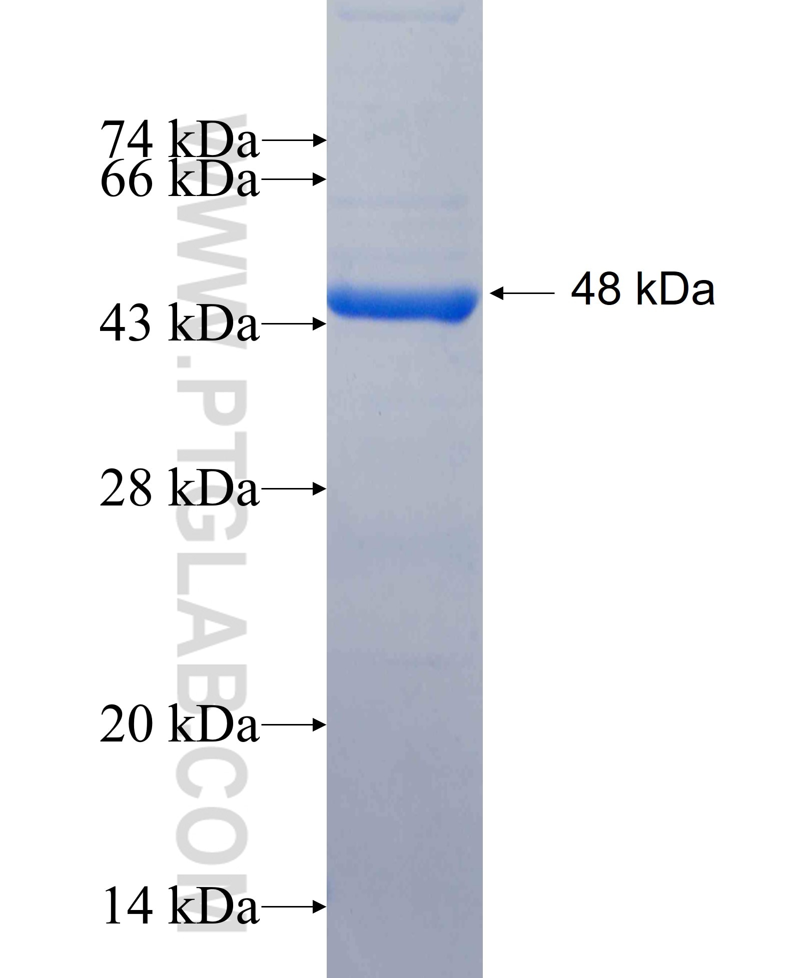 BIM, BCL2L11 fusion protein Ag26122 SDS-PAGE