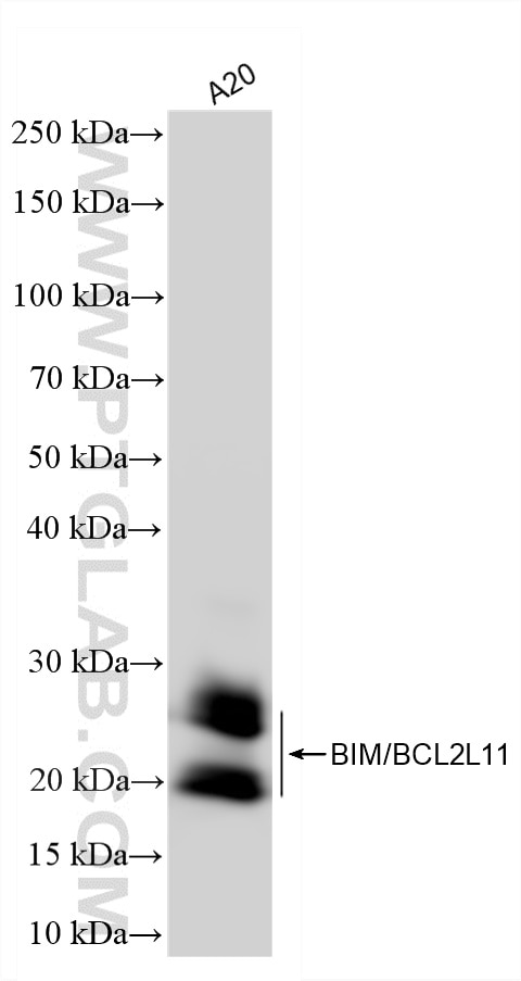 Western Blot (WB) analysis of A20 cells using BIM/BCL2L11 Recombinant monoclonal antibody (81976-3-RR)