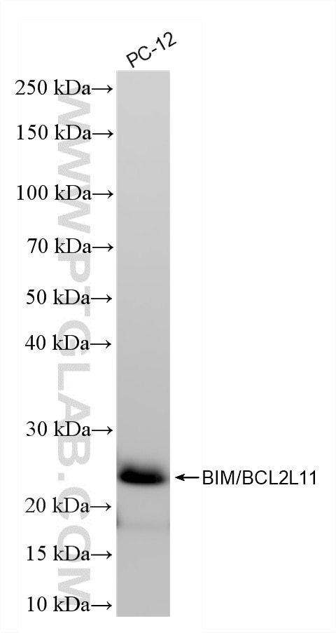 Western Blot (WB) analysis of PC-12 cells using BIM/BCL2L11 Recombinant monoclonal antibody (81976-3-RR)