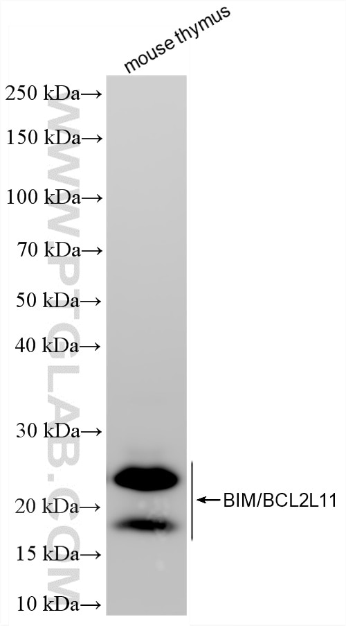 Western Blot (WB) analysis of mouse thymus tissue using BIM/BCL2L11 Recombinant monoclonal antibody (81976-3-RR)