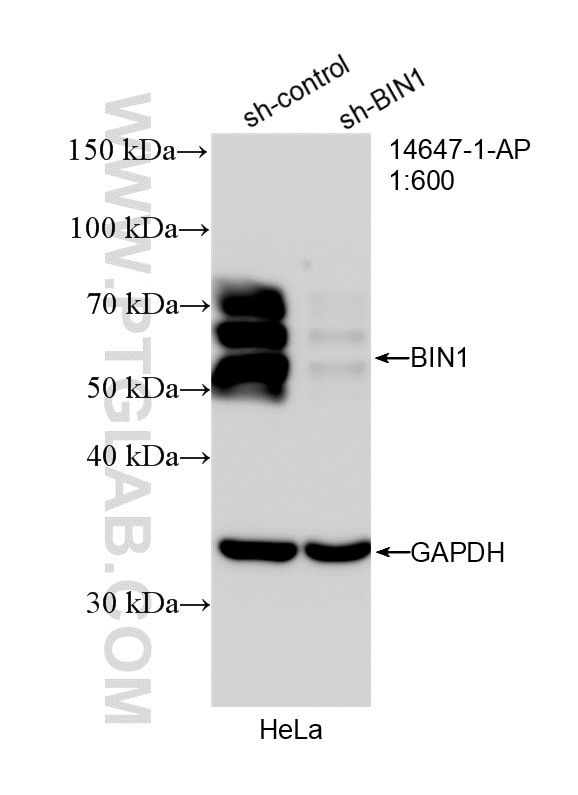 WB analysis of HeLa using 14647-1-AP Western Blot (WB) analysis of HeLa cells using BIN1 Polyclonal antibody (14647-1-AP)