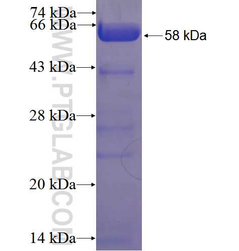 BIN1 fusion protein Ag23775 SDS-PAGE