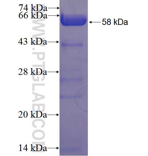BIN1 fusion protein Ag23775 SDS-PAGE