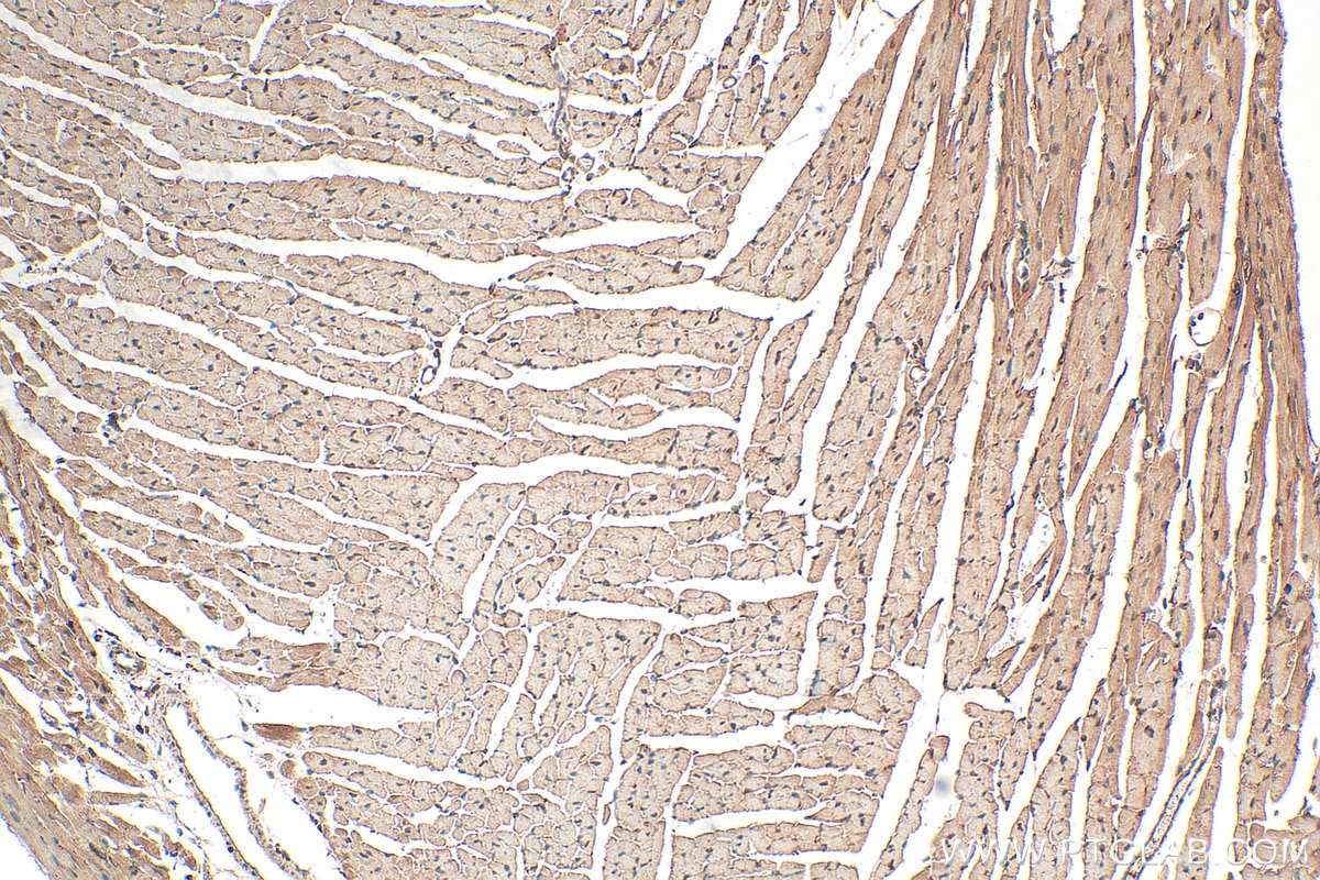 Immunohistochemistry (IHC) staining of mouse heart tissue using BIN2 Polyclonal antibody (14245-1-AP)