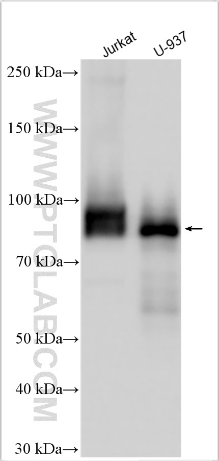 Western Blot (WB) analysis of various lysates using BIN2 Polyclonal antibody (14245-1-AP)