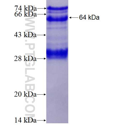 BIN2 fusion protein Ag5502 SDS-PAGE