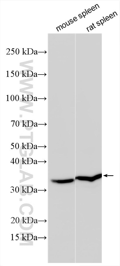Western Blot (WB) analysis of various lysates using BIN3 Polyclonal antibody (11215-1-AP)