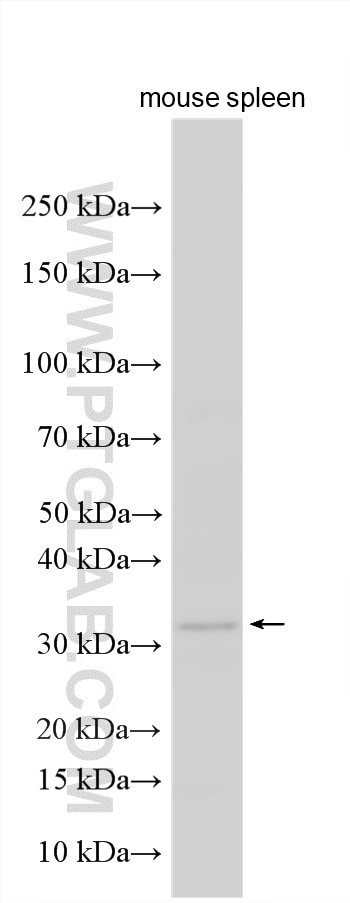 Western Blot (WB) analysis of various lysates using BIN3 Polyclonal antibody (20186-1-AP)