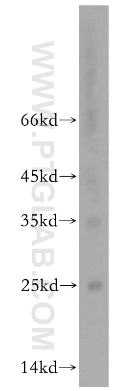 Western Blot (WB) analysis of mouse testis tissue using BIN3 Polyclonal antibody (20186-1-AP)