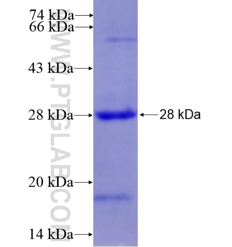BIN3 fusion protein Ag14026 SDS-PAGE