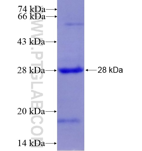 BIN3 fusion protein Ag14026 SDS-PAGE BIN3 fusion protein Ag14026 SDS-PAGE