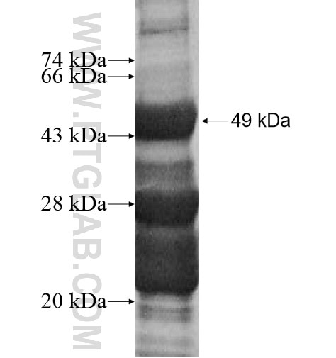 BIN3 fusion protein Ag14091 SDS-PAGE