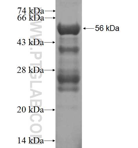 BIN3 fusion protein Ag1713 SDS-PAGE