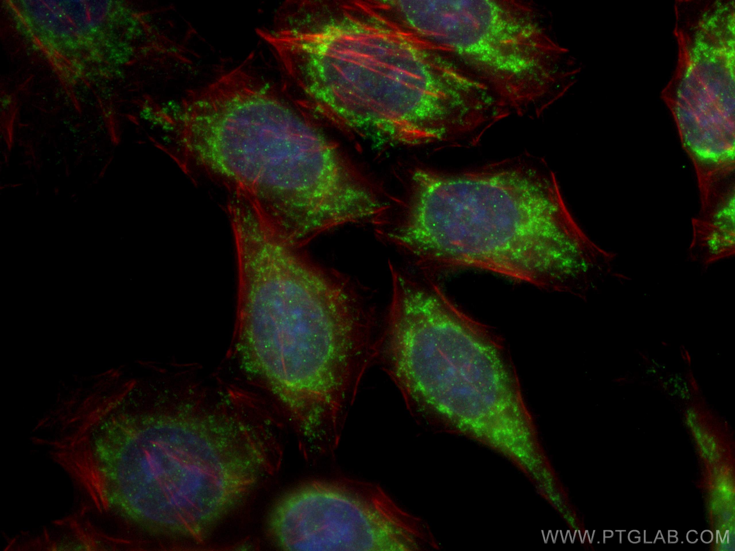 Immunofluorescence (IF) / fluorescent staining of HepG2 cells using cIAP1 Polyclonal antibody (10022-1-AP)
