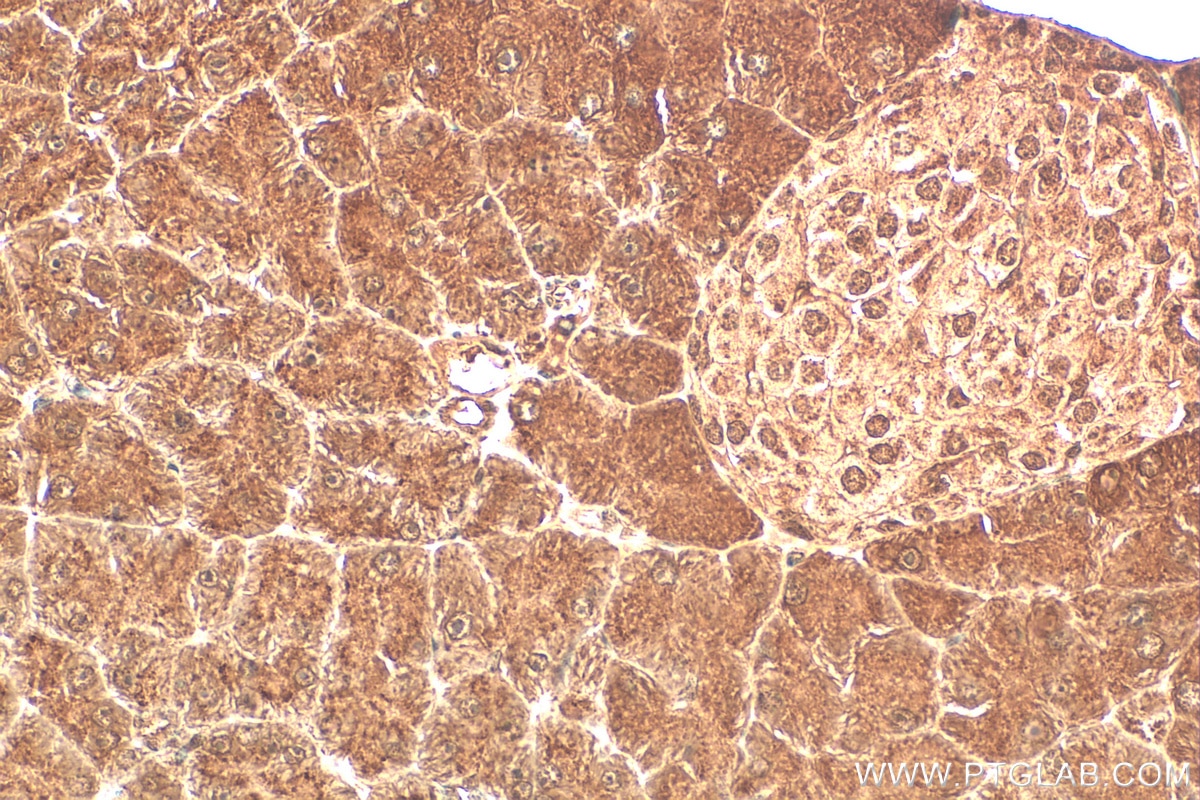 Immunohistochemistry (IHC) staining of mouse pancreas tissue using cIAP1 Polyclonal antibody (10022-1-AP)