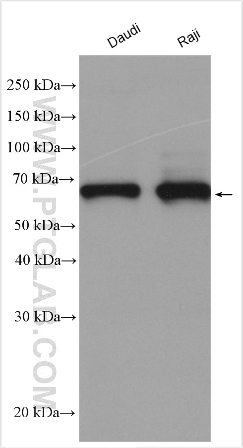 Western Blot (WB) analysis of various lysates using cIAP2 Polyclonal antibody (24304-1-AP)