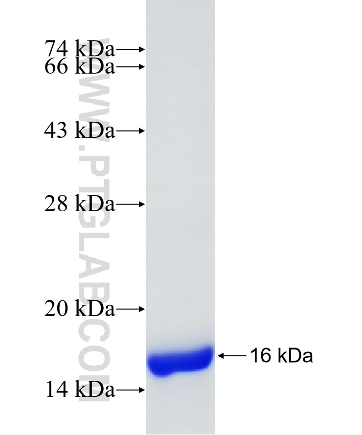 BIRC3 fusion protein Ag20143 SDS-PAGE