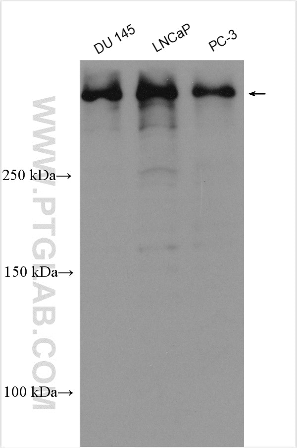 Western Blot (WB) analysis of various lysates using BIRC6 Polyclonal antibody (29760-1-AP)